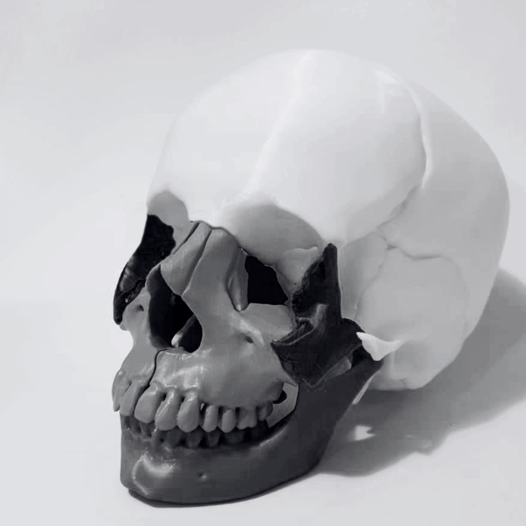 Prototipo Cráneo Humano